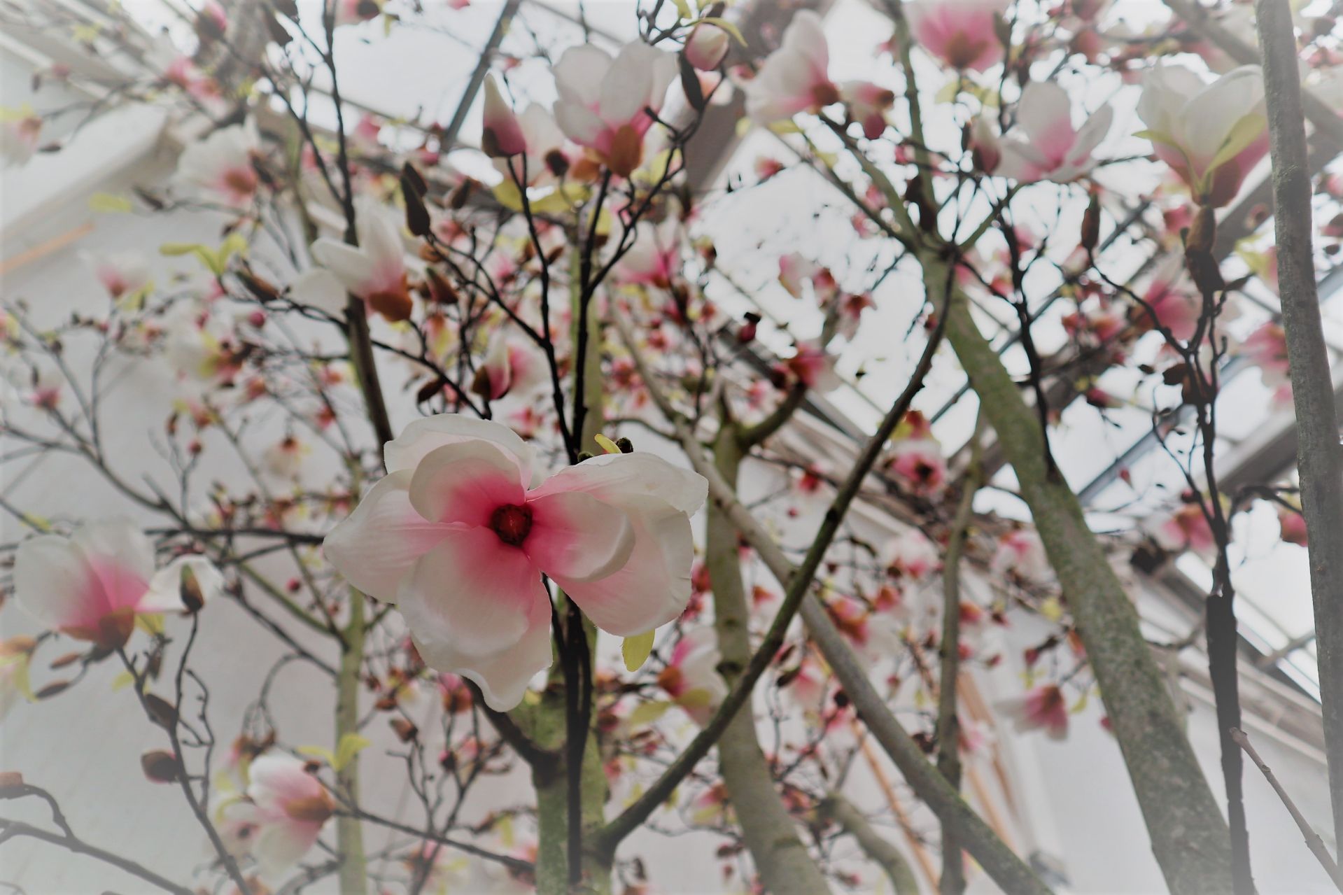 Artificial Magnolia Tree Ascott Artificial Trees & Plants